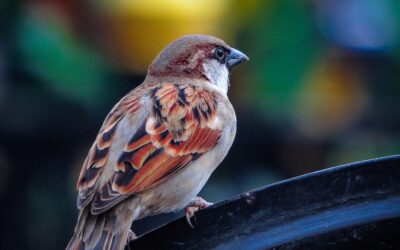 His Eye is on the Sparrow