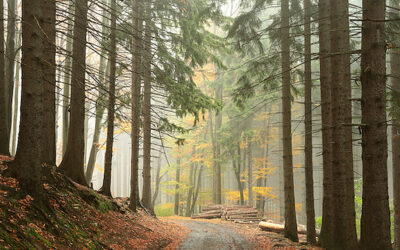 Experience the healing power of the woods: Shinrin-yoku, or forest bathing